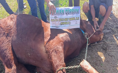 Penyembelihan Hewan Qurban Di YPPP Nurul Falah