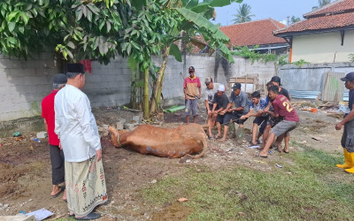 Penyembelihan Hewan Qurban Di Ponpes Nurul Falah Pada Hari Raya Idul Adha 1445 H